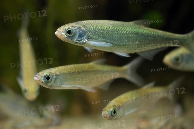 Shoal of common bleaks (Alburnus alburnus, Cyprinus alburnus) freshwater coarse fish swimming underwater in lake, native to Europe and Western Asia