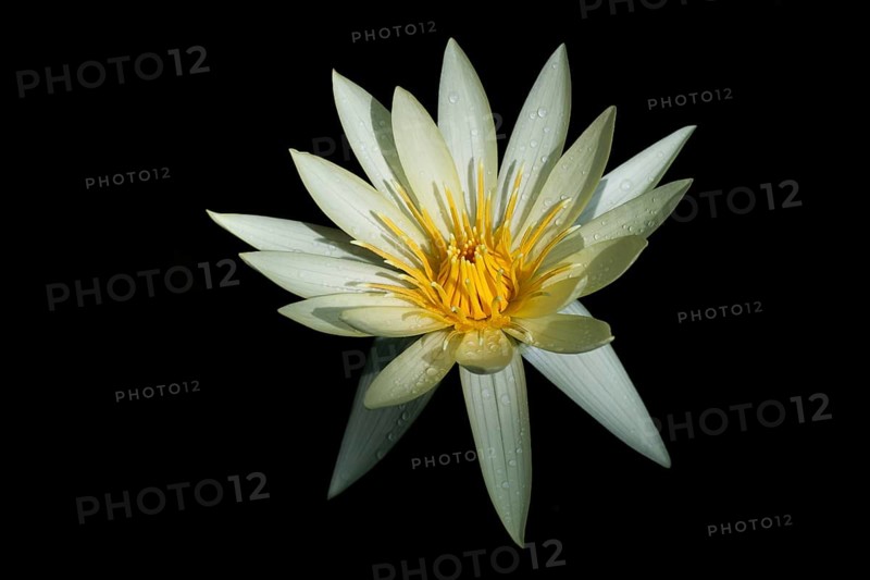 European white water lily against a black background, covered with water droplets, Giant Waterlily House, Royal Botanic Gardens (Kew Gardens), UNESCO World Heritage Site, Kew, Greater London, England, United Kingdom