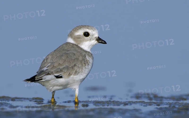 Piping Plover (Charadrius melodus), Texas, USA