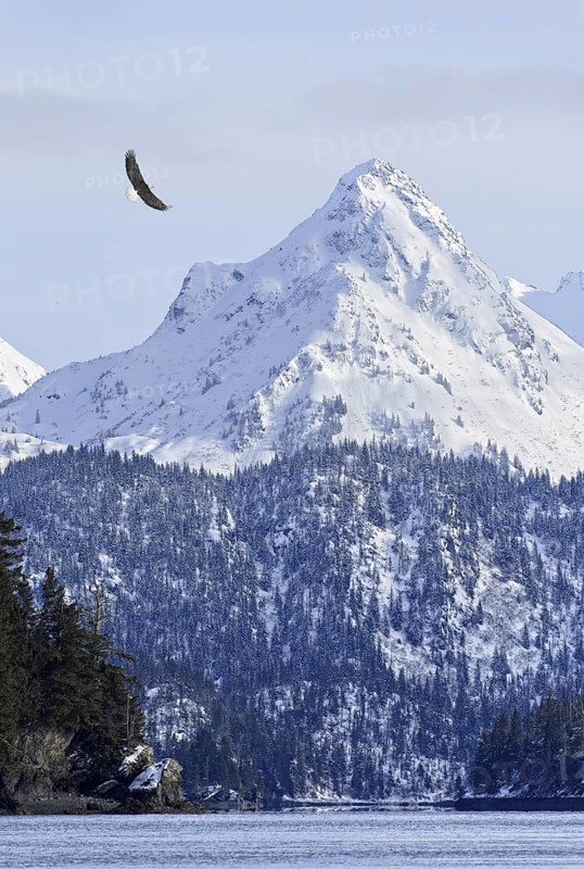 Bald Eagle (Haliaeetus leucocephalus) flying, Alaska, USA