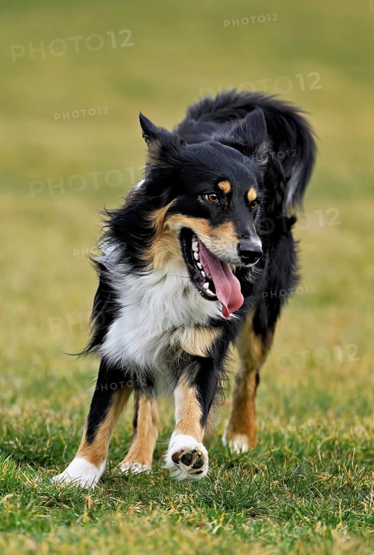 Mixed breed dog between Border Collie and Australian Shepherd jumps across meadow, Switzerland