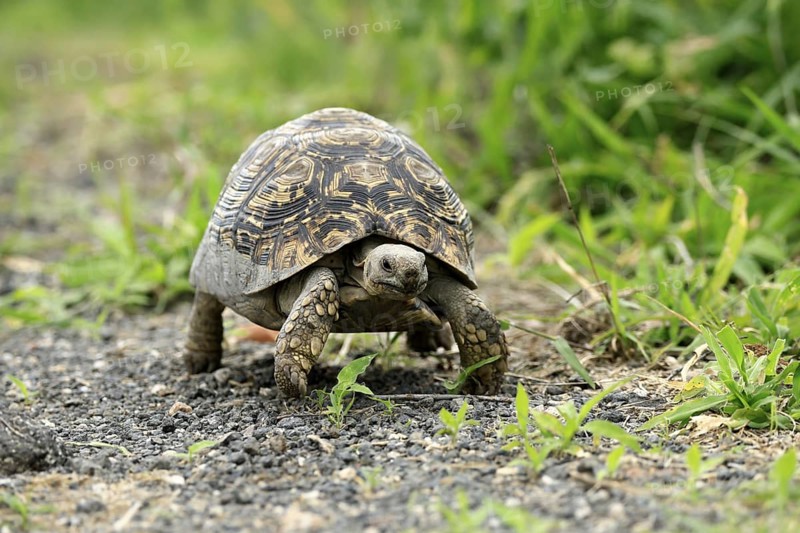 Panther tortoise (Stigmochelys pardalis), adult, running, foraging, Kruger, Kruger National Park, South Africa