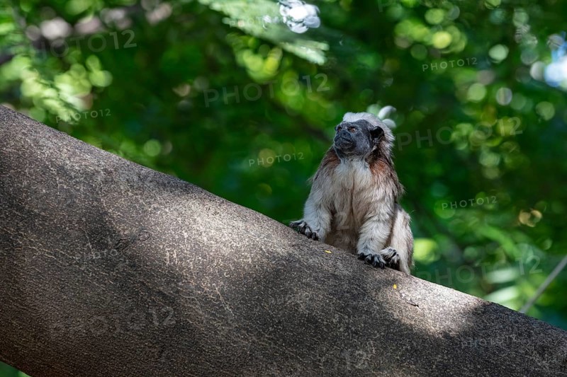 White-footed tamarin (Saguinus leucopus), Cartagena, Colombia