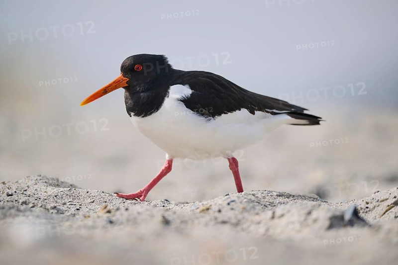 Eurasian oystercatcher (Haematopus ostralegus) on the beach, Düne, Helgoland, Schleswig-Holstein, Germany