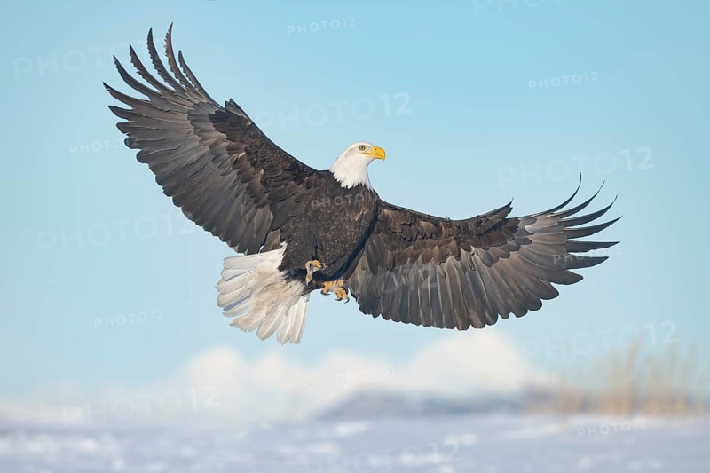 Bald Eagle (Haliaeetus leucocephalus) flying, Alaska, USA