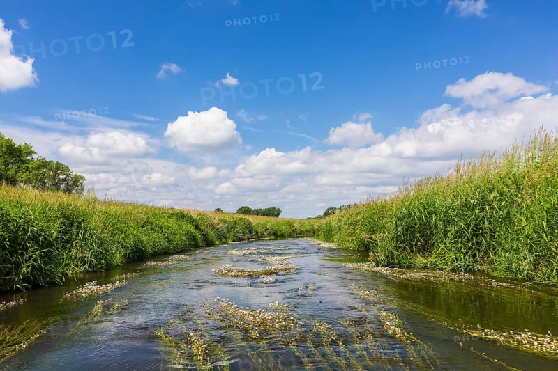 Große Röder near Großenhain with water plant River water crowfoot (Ranunculus fluitans) in bloom, Saxony, Germany