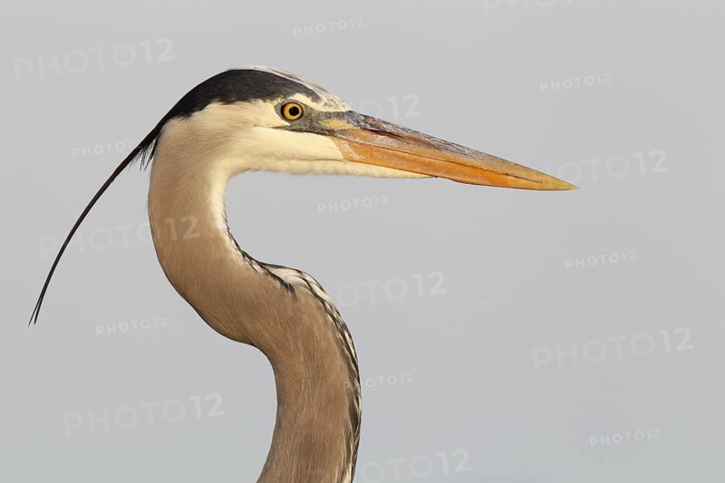 Great Blue Heron (Ardea herodias), Florida, USA