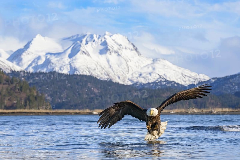 Bald Eagle (Haliaeetus leucocephalus) hunting, Alaska, USA