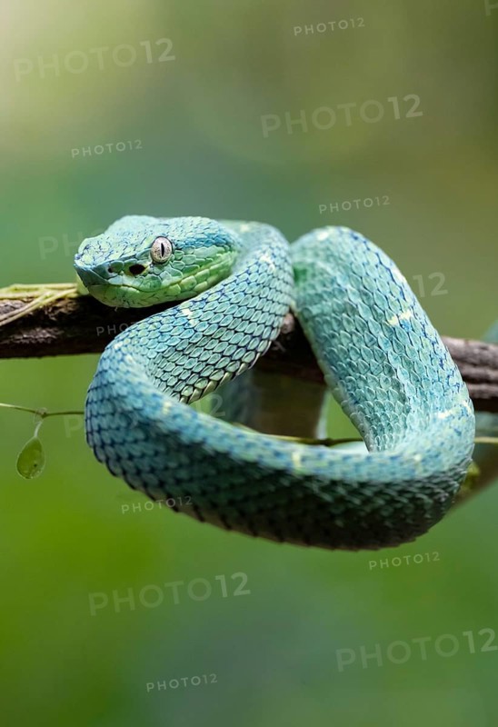 Bothriechis lateralis (Bothriechis lateralis), sitting on a branch, Heredia province, Costa Rica
