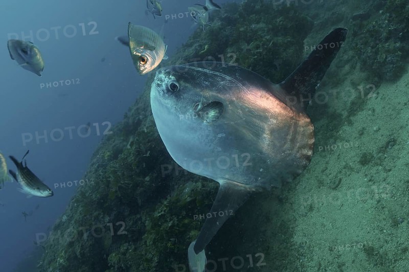 Ocean sunfish (Mola mola)