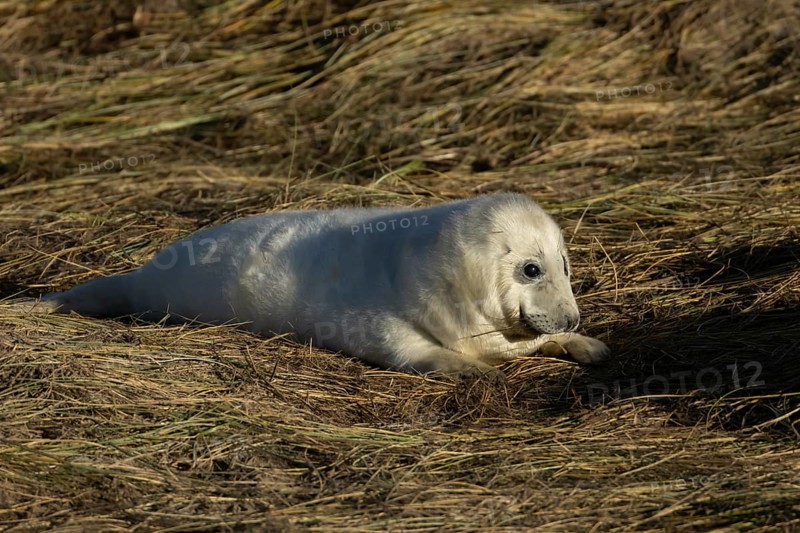 Grey seal (Halichoerus grypus) juvenile baby pup animal resting on a sand dune by a beach in winter, England, United Kingdom