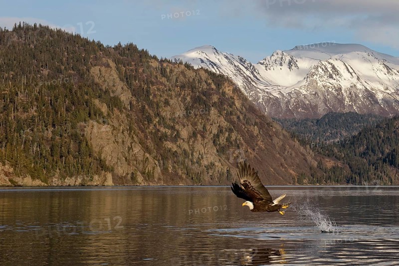 Bald Eagle (Haliaeetus leucocephalus) hunting, Alaska, USA