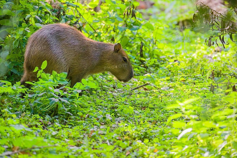 A (greater) capybara (Hydrochoerus hydrochaeris) searches for food in the dense riparian vegetation of a river