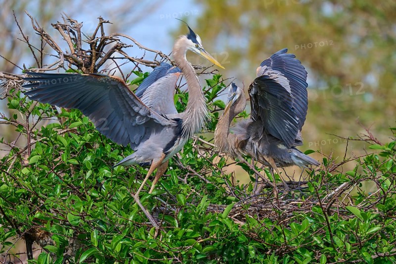 Two Great blue heron (Ardea herodias), with outstretched wings perched on branches surrounded by green leaves and trees on nest, Wakodahatchee Wetlands, Delray Beach, Florida, USA