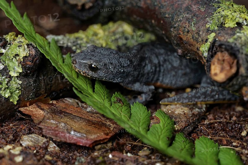 Alpine newt on a wet ground. leaves and lichens. Hessen, Germany