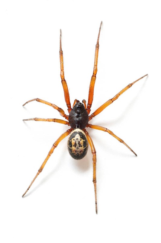 False Black Widow Spider (Steatoda nobilis), on white background, Galicia, Spain