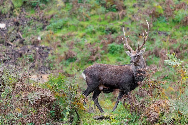A sika deer stag (Cervus nippon) stands on a rocky but overgrown slope in search of food
