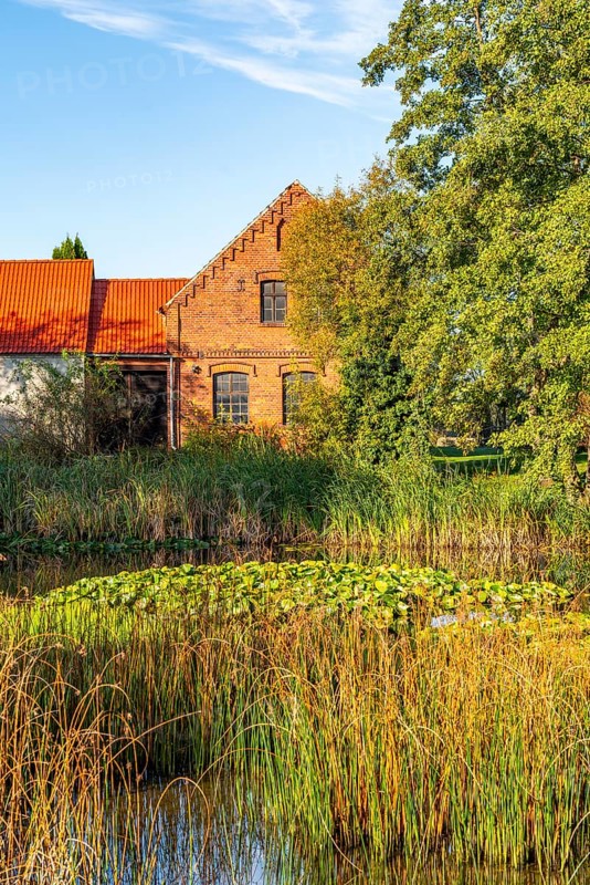 Village pond with reeds and water lilies in front of a brick farmstead, Zeuden, Fläming, Brandenburg, Germany