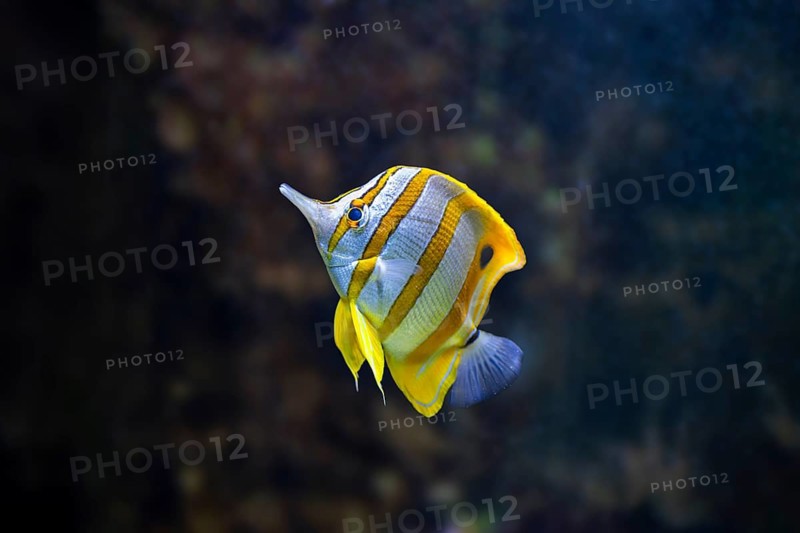 Copperband butterflyfish (Chelmon rostratus) swimming under water, captive, Germany