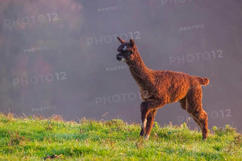 A young brown Alpaca (Vicugna pacos) runs on a green meadow