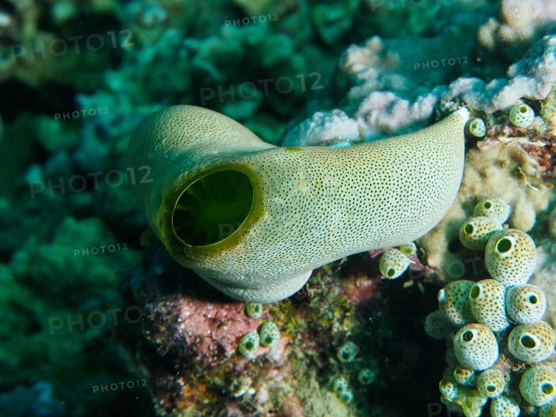 Close-up of a Green Urn Sea Squirt (Didemnum molle) on a coral reef, dive site Prapat, Penyapangan, Bali, Indonesia