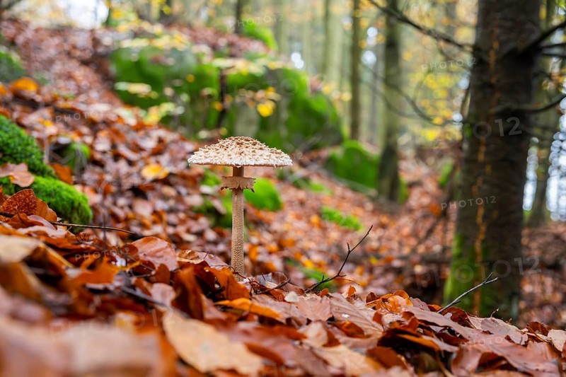 Parasol mushroom (Macrolepiota procera) mushroom in a forest in autumn, Bavaria, Germany