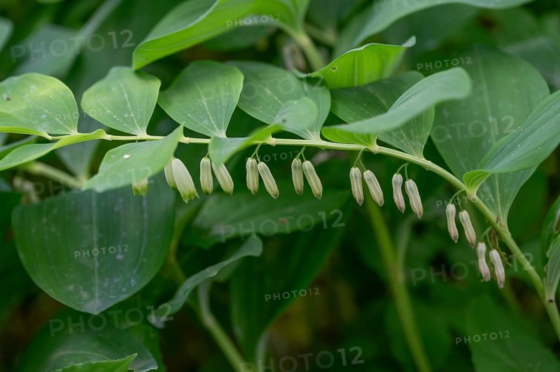 Polygonatum multiflorum (Polygonatum multiflorum), Bavaria, Germany