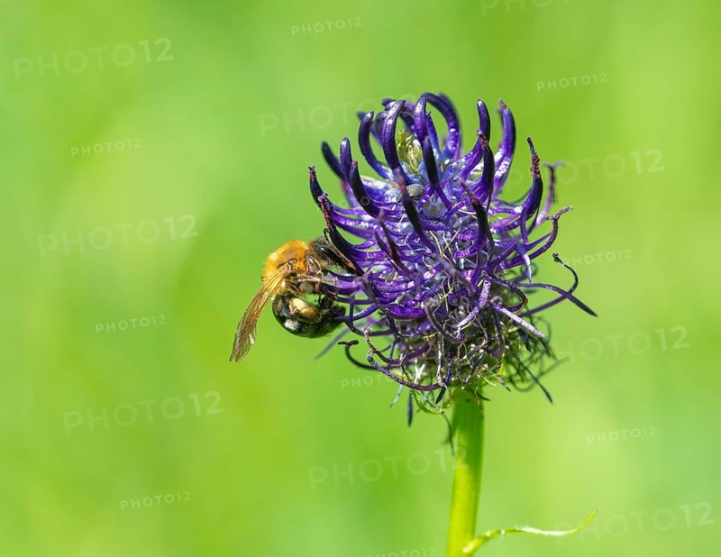 Black Rampion (Phyteuma nigrum), flower with wild bee and weevil, Schmittröder nature reserve, Königstein im Taunus, Hesse, Germany