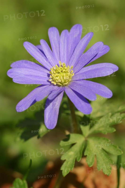 Blue anemone (Anemone apennina), flower, garden plant, North Rhine-Westphalia, Germany