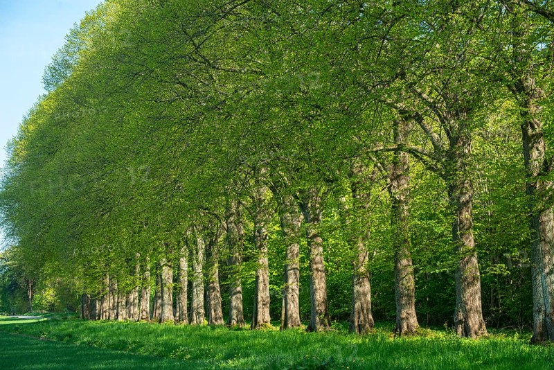 Alley of elm trees in Köpingebro, Ystad municipality, Skåne county, Sweden, Scandinavia