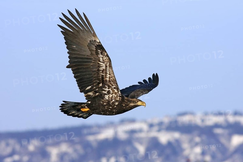 Bald Eagle Haliaeetus leucocephalus Homer, ALASKA, United States February 1.5 year old bird (Basic I) in flight. Accipitridae