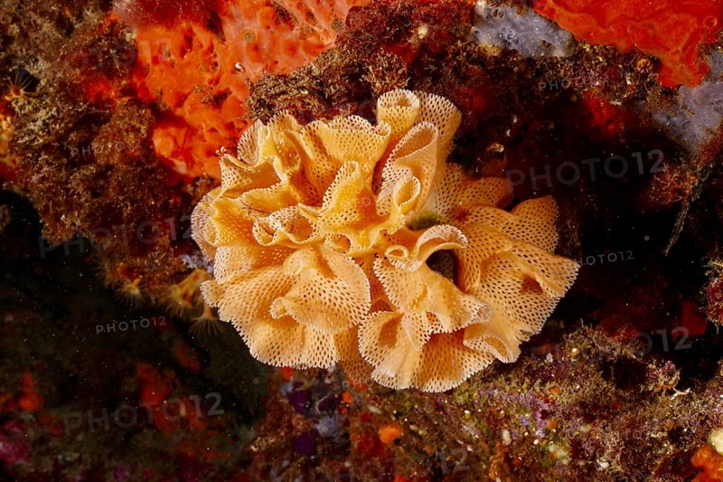 Neptune veil (Reteporella grimaldii) (Reteporella septentrionalis) with structured surface on the seabed. Dive site Marine protected area Cap de Creus, Rosas, Costa Brava, Spain, Mediterranean Sea