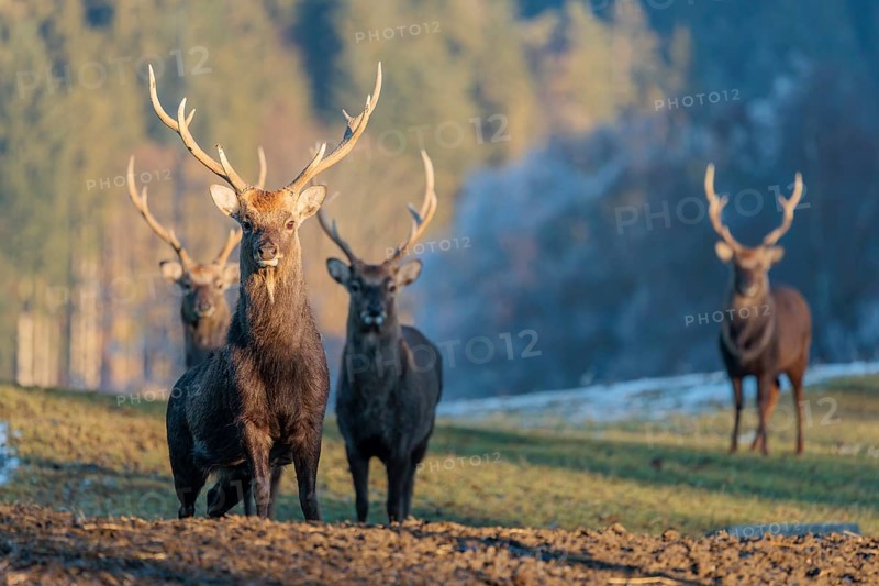 Four Japanese sika deer stags (Cervus nippon nippon) stand on a meadow in hilly terrain. A blue forest covered in hoarfrost can be seen in the background