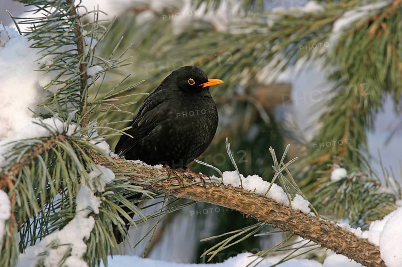 Blackbird (Turdus merula), one, individual, biotope, habitat, perch, garden, Neuhofen, Rhineland-Palatinate, Federal Republic of Germany