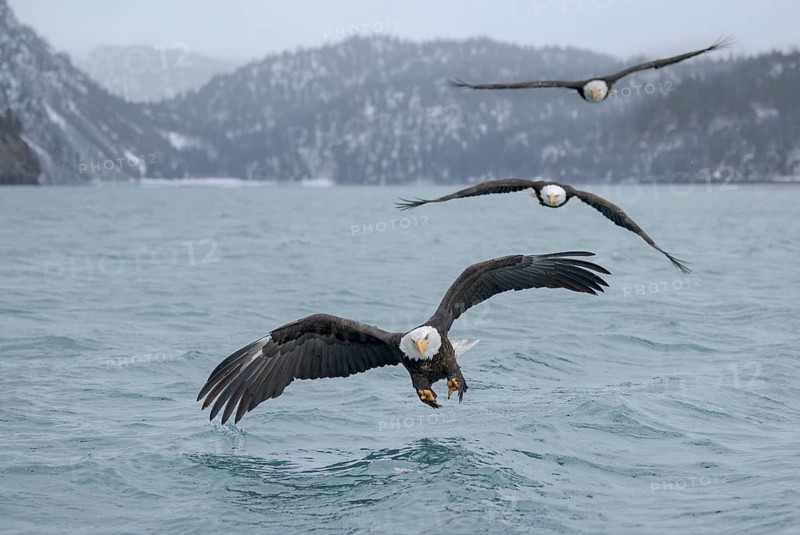 Bald Eagle (Haliaeetus leucocephalus) flying, Alaska, USA