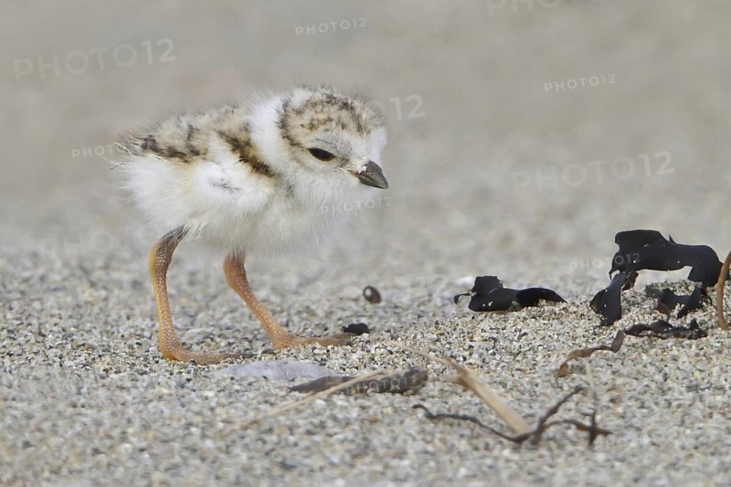 Piping Plover (Charadrius melodus) juvenile, Newfoundland, Canada
