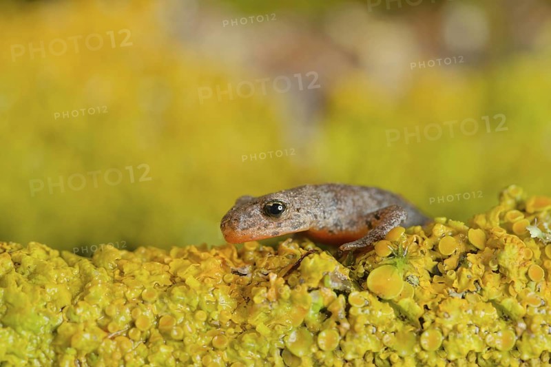 Alpine newt. leaves and lichens. Hessen, Germany