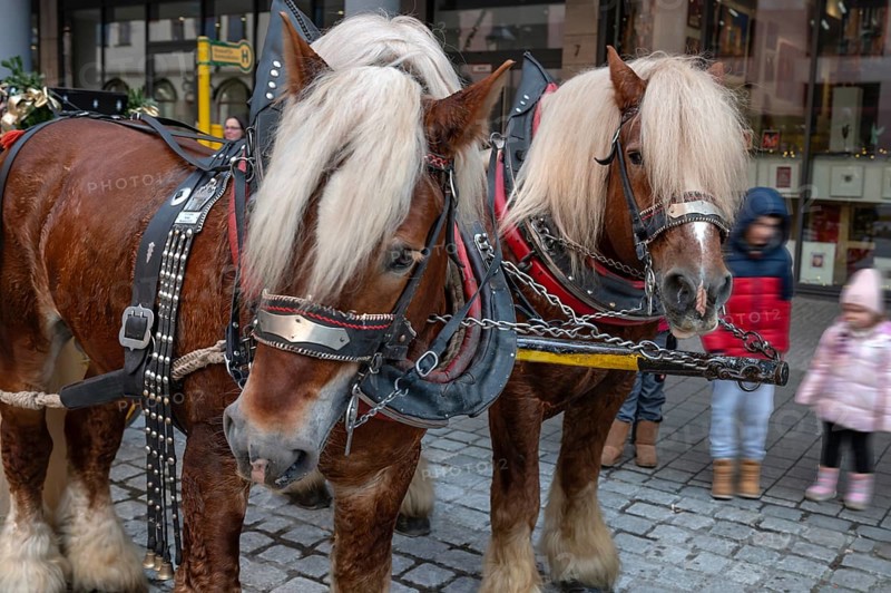 Two cold-blooded horses, draught horses, Nuremberg, Middle Franconia, Bavaria, Germany