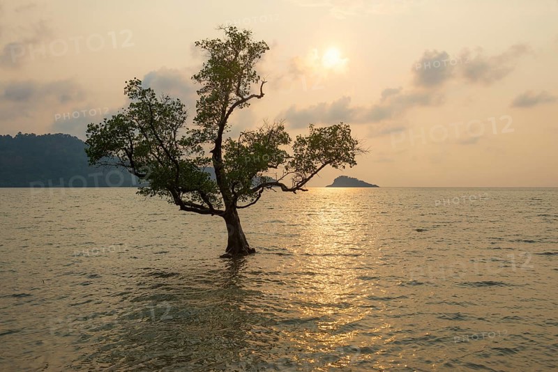 Tree in the sea, The Lonely Tree in the Sea, sunset, Klong Son Beach, Ko Chang, Koh Chang, Mu Ko Chang National Park, Trat, Thailand