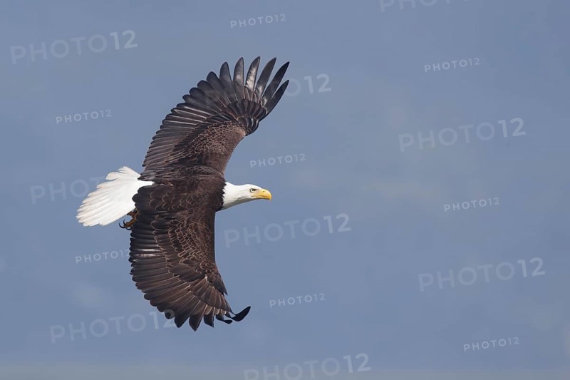 Bald Eagle (Haliaeetus leucocephalus) flying, Washington, USA
