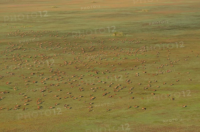 Aerial view, Black lechwes (Kobus leche smithemani), Bangweulu swamps, Luapula Province, Zambia