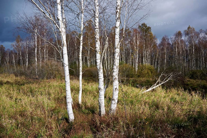 Bog birch (Betula pubescens), in front of a dark sky, Federsee lake nature reserve, UNESCO World Heritage Site, Bad Buchau, Upper Swabia, Baden-Württemberg, Germany