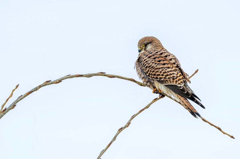 Kestrel (Falco tinnunculus), female, Münster, Tyrol, Austria