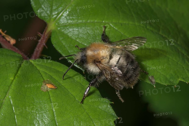 Close-up of a summer fur bee (Anthophora aestivalis) on a green leaf in nature, Baden-Württemberg, Germany