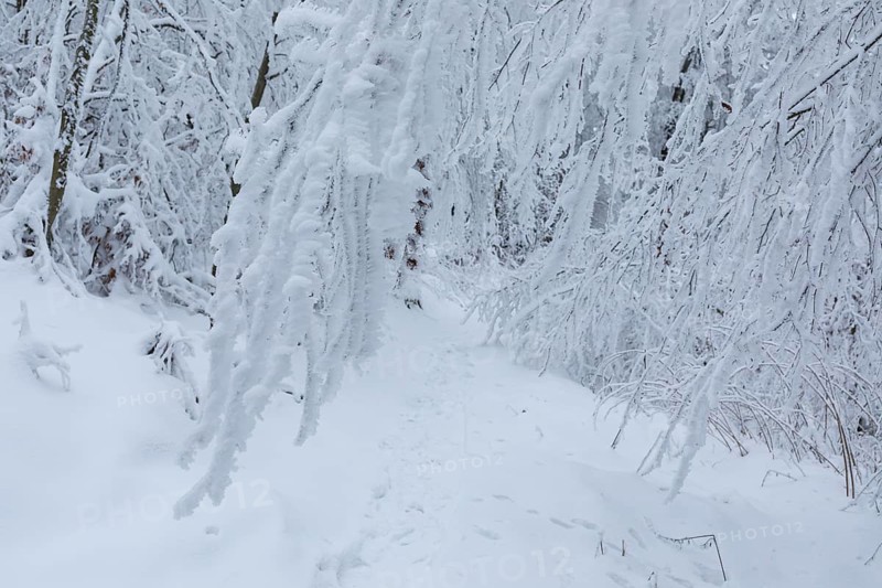 Forest path leads through trees thickly covered with snow and hoarfrost on the Czorneboh, great danger of snow breakage, Upper Lusatia, Saxony, Germany