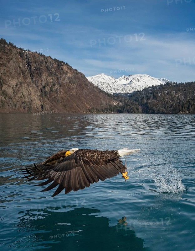 Bald Eagle (Haliaeetus leucocephalus) with fish in claws, Alaska, USA