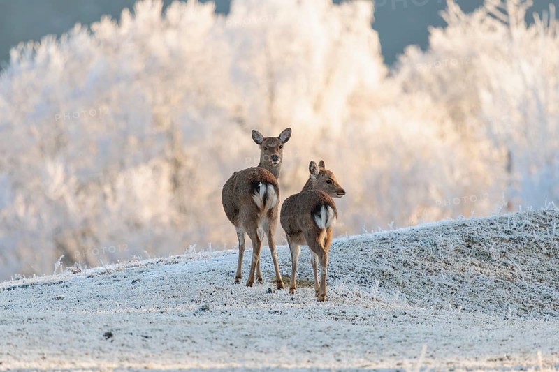 Two female Japanese sika deer (Cervus nippon nippon) stand on a meadow covered with hoarfrost in hilly terrain. A forest covered in hoarfrost can be seen in the background