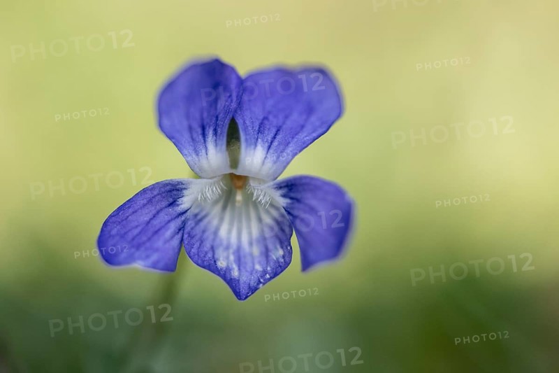 Grove violet (Viola riviniana), Emsland, Lower Saxony, Germany
