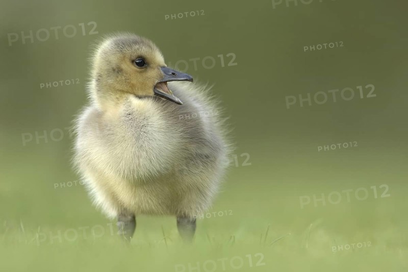 Canada Goose (Branta canadensis) chick, North Rhine-Westphalia, Germany