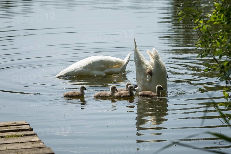 Swan family of the Mute Swan (Cygnus olor) with chicks on the middle pond near Neudorf Klösterlich, Wittichenau, Dubringer Moor, Saxony, Germany